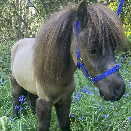 Diesel the Pony